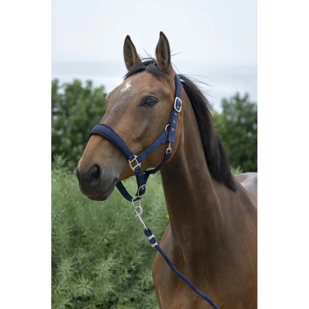 Norton Bleu Halter And Lead Rope Set For Large Horses