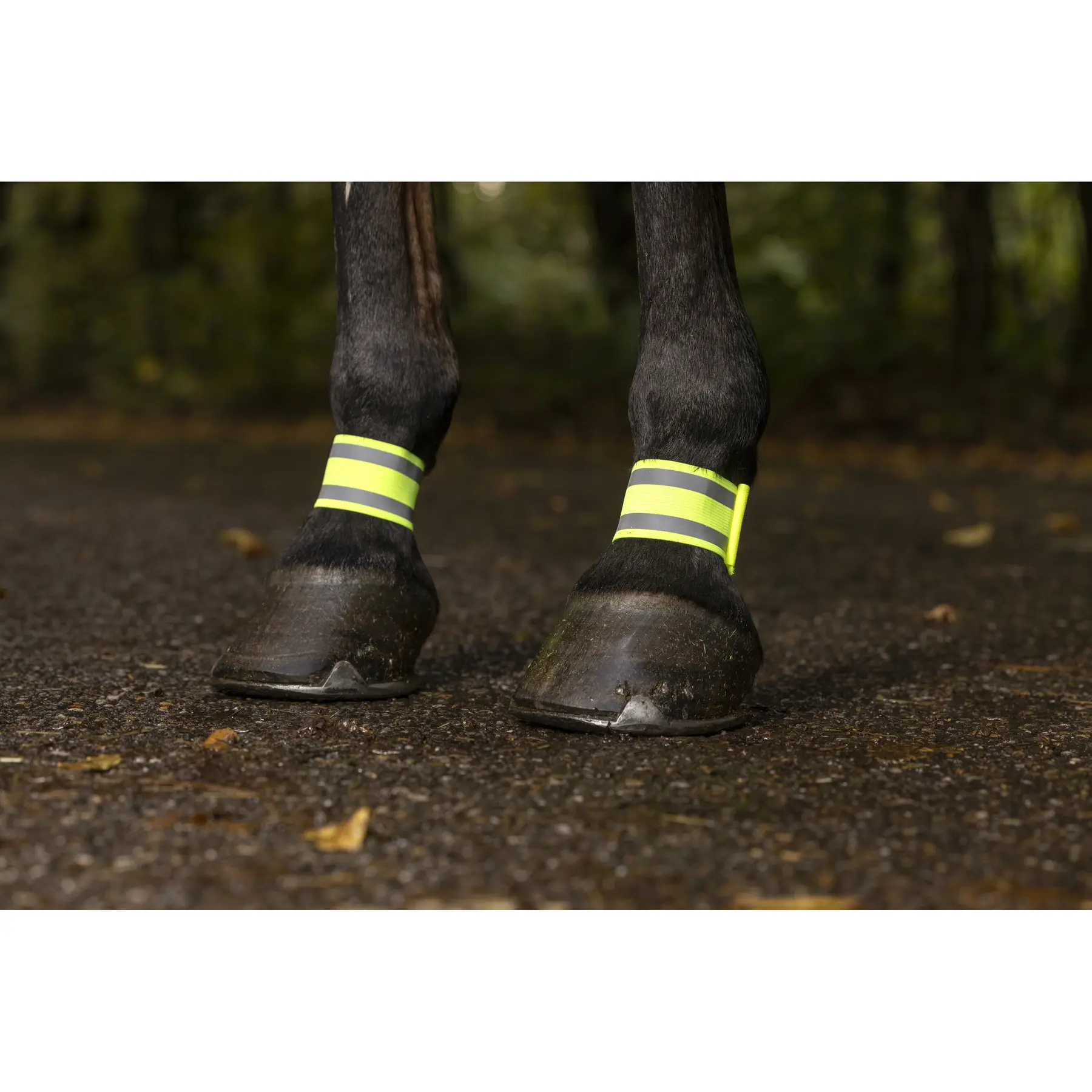 Norton Jaune Pair Of Elastic Bandages For Horses