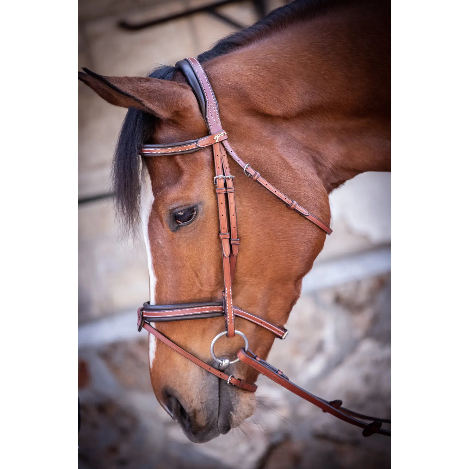 Bridons équitation Pénélope US