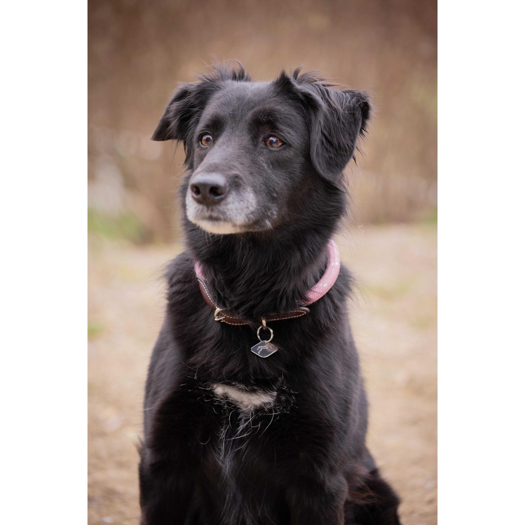 Meilleurs prix pour Collier pour chien Pénélope Billie