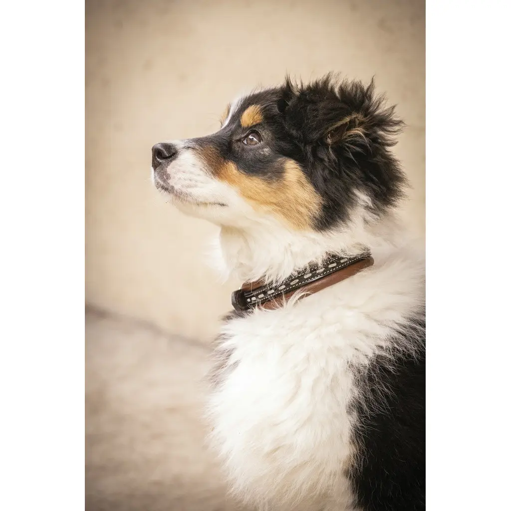 Pénélope Marron Dog Collar Penelope Point Sellier