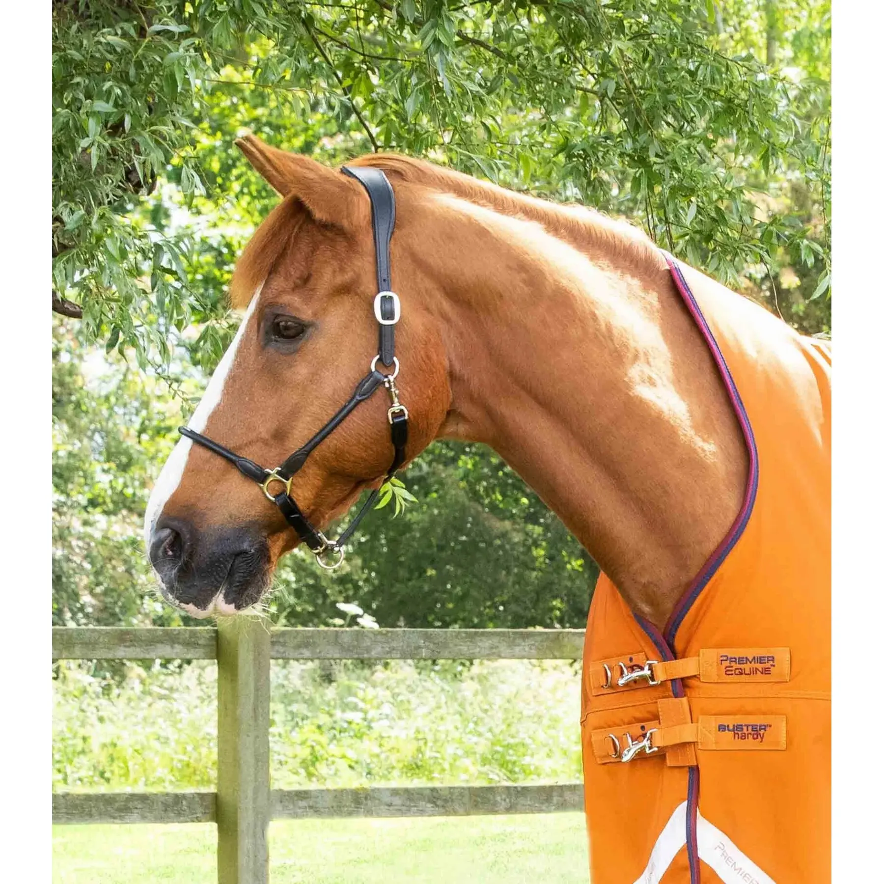 product/p/r/premier-equine_202950bo_2.jpg