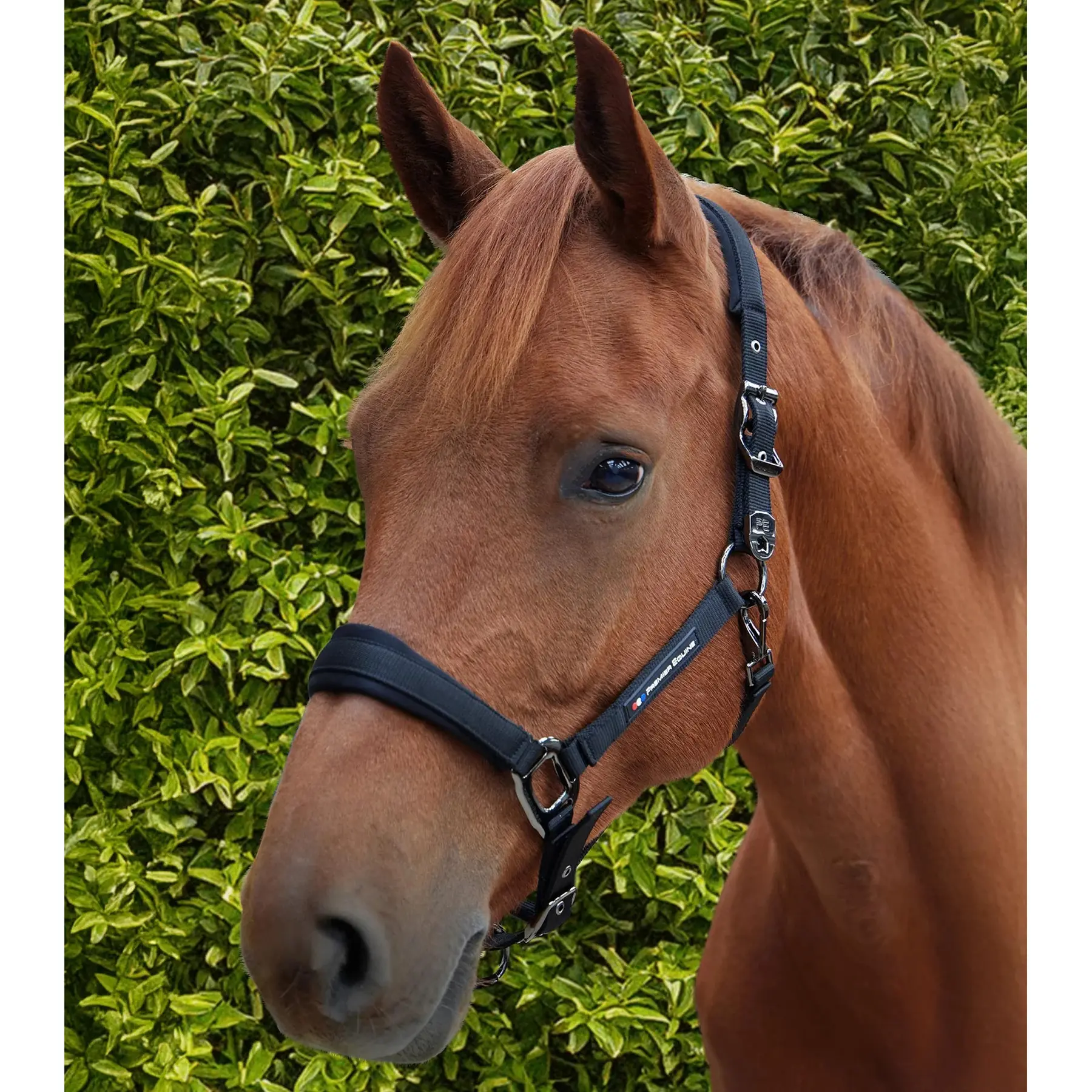 Licol Rembourré Néoprène Pour Cheval Avec Laisse - Matériel Antique - Marque Tough 1