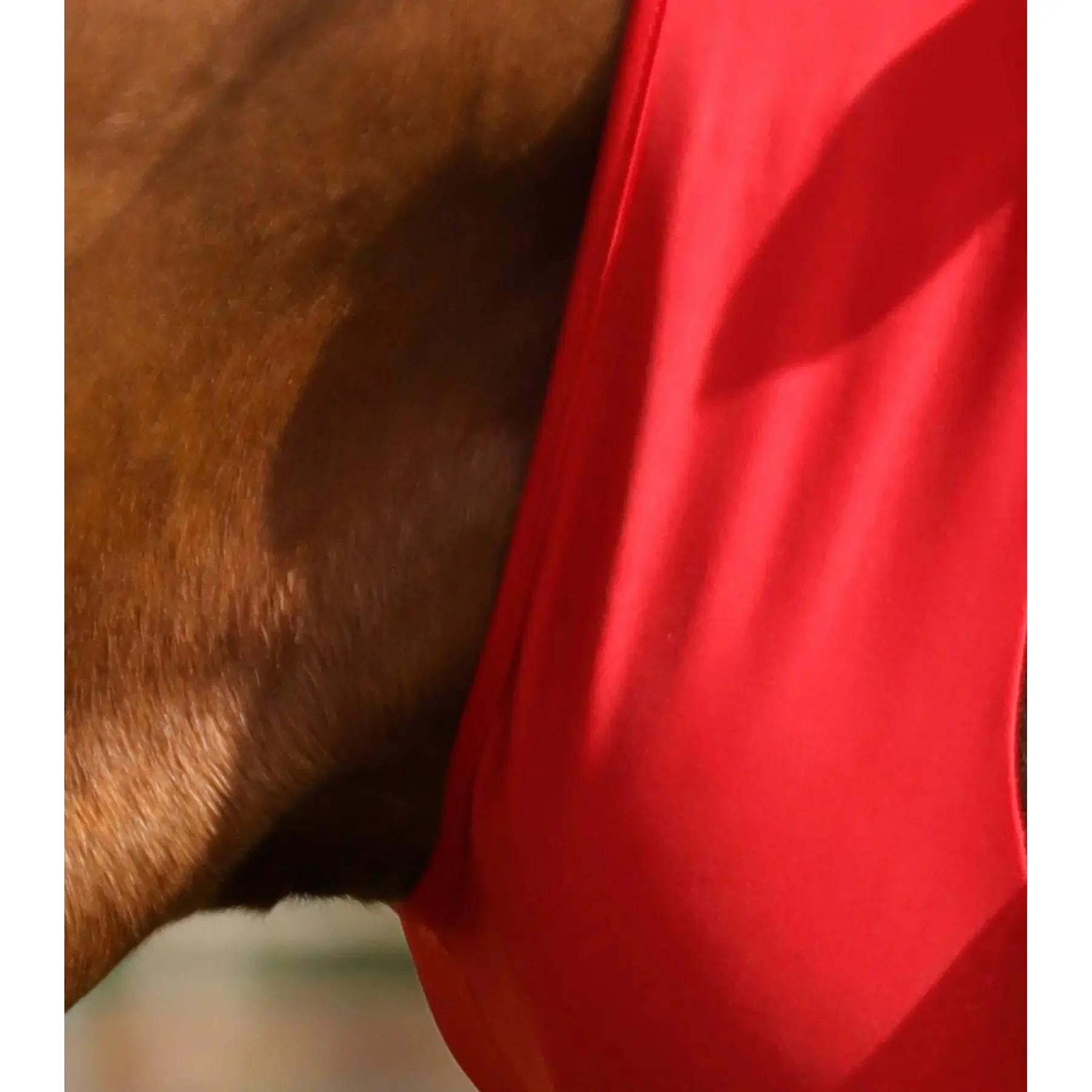 product/p/r/premier-equine_6301sr_3.jpg