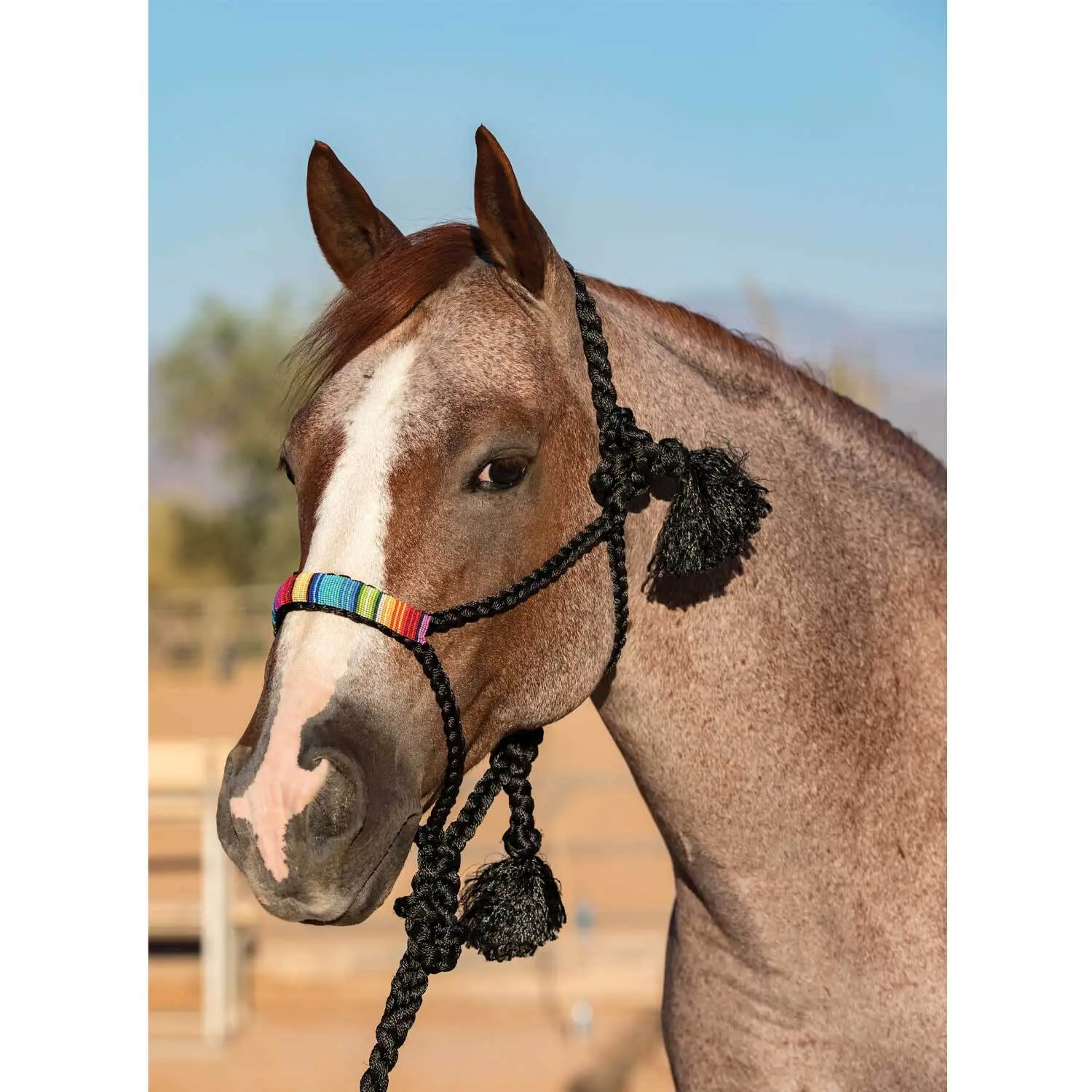 Comparer les prix de Licol pour cheval cuir Professional's Choice