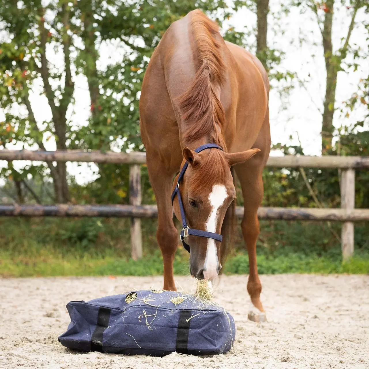 Sac à Foin Pour Chevaux – Modèle D'occasion Pratique Et Fonctionnel