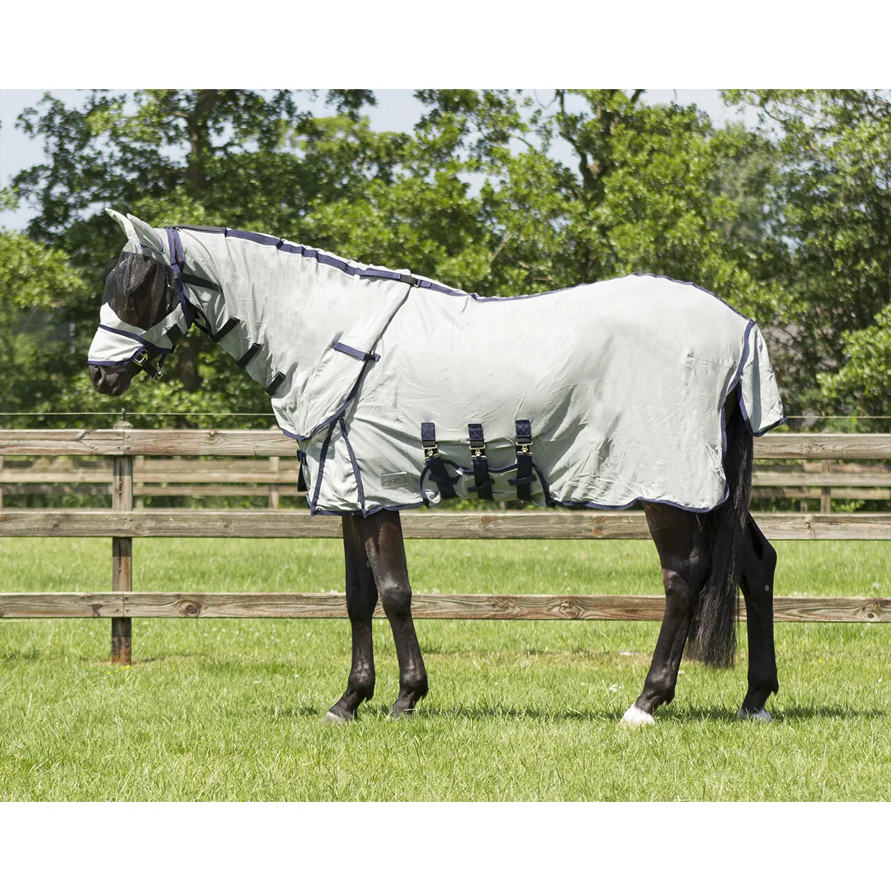 Qhp Blanc Shirt For Horse Zebra