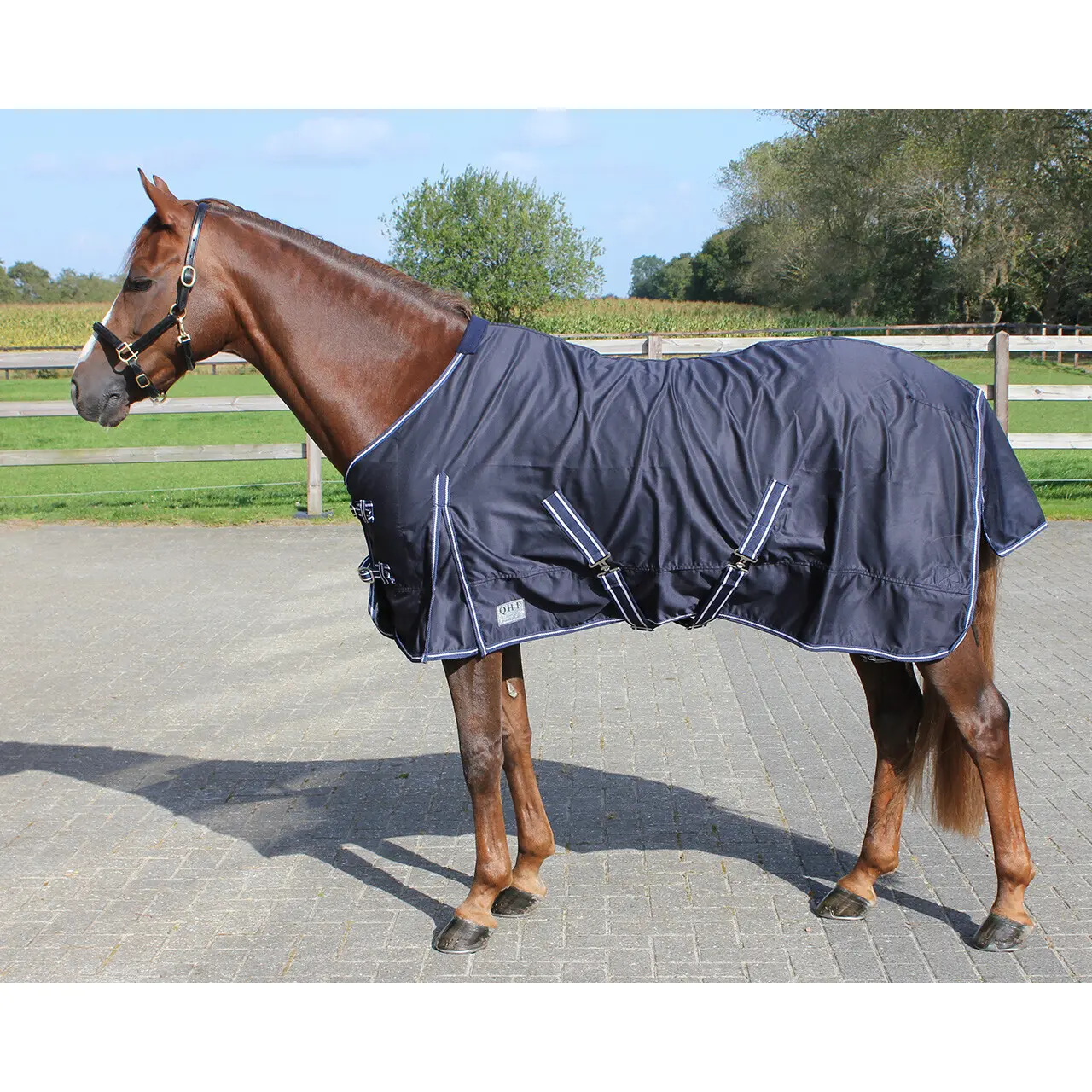 Comparer les prix de Chemise pour cheval en coton QHP Basic