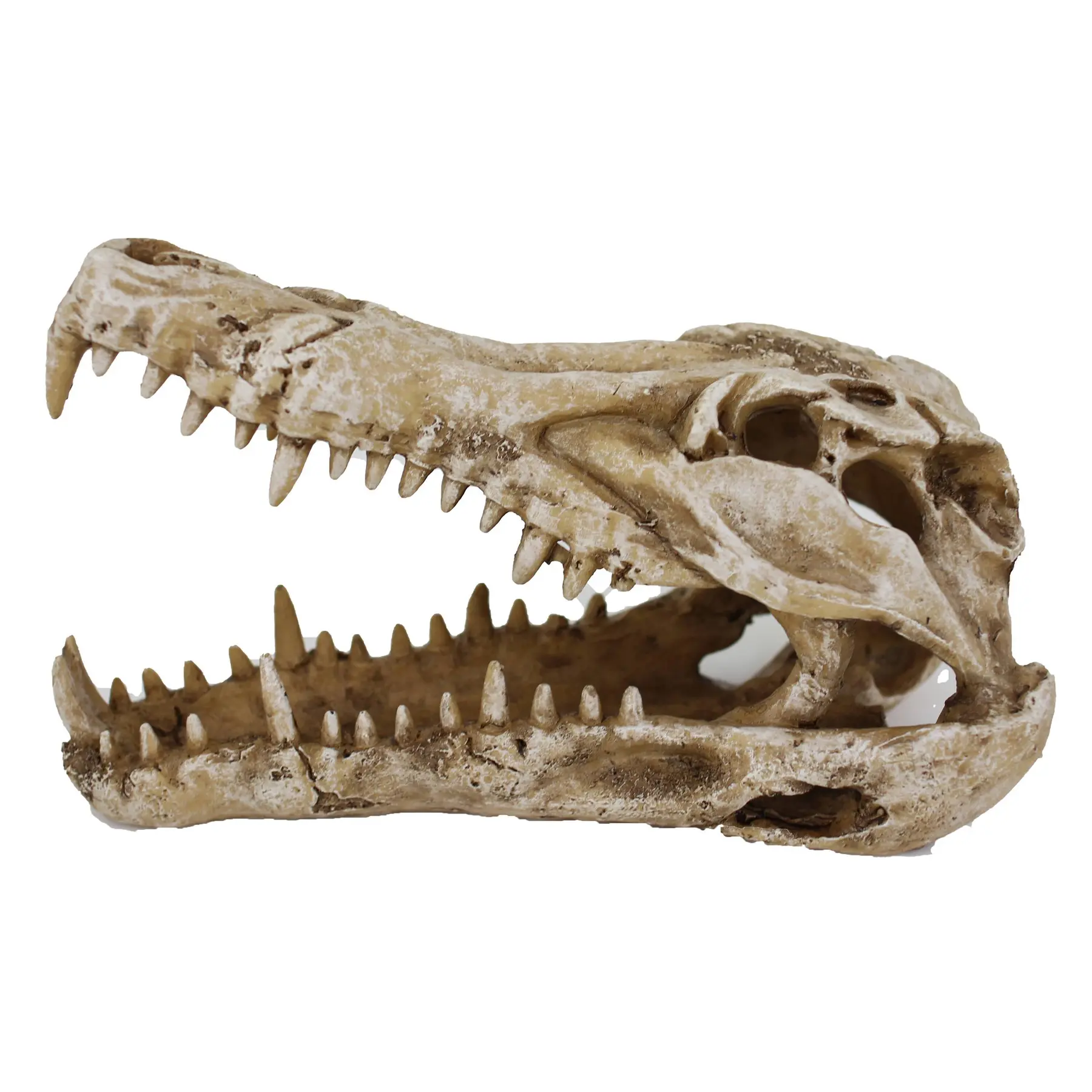 Comparer les prix de Accessoire de terrarium - Crâne de caïman ouvert Reptiles Planet