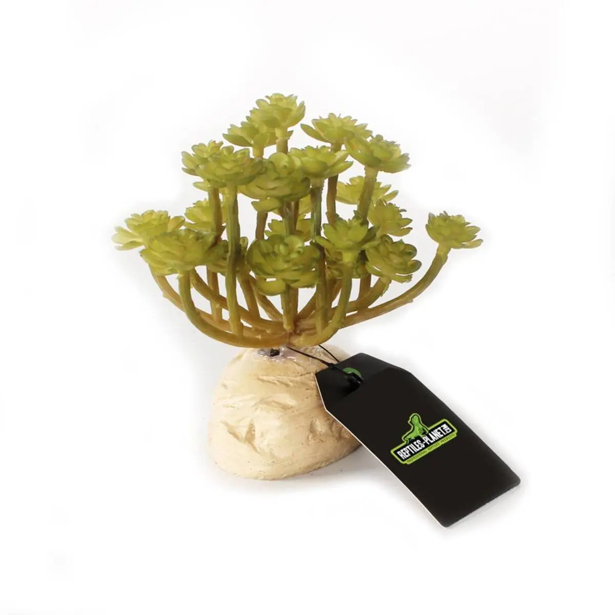 Meilleurs prix pour Accessoire de terrarium Reptiles Planet Green succulent Aeonium