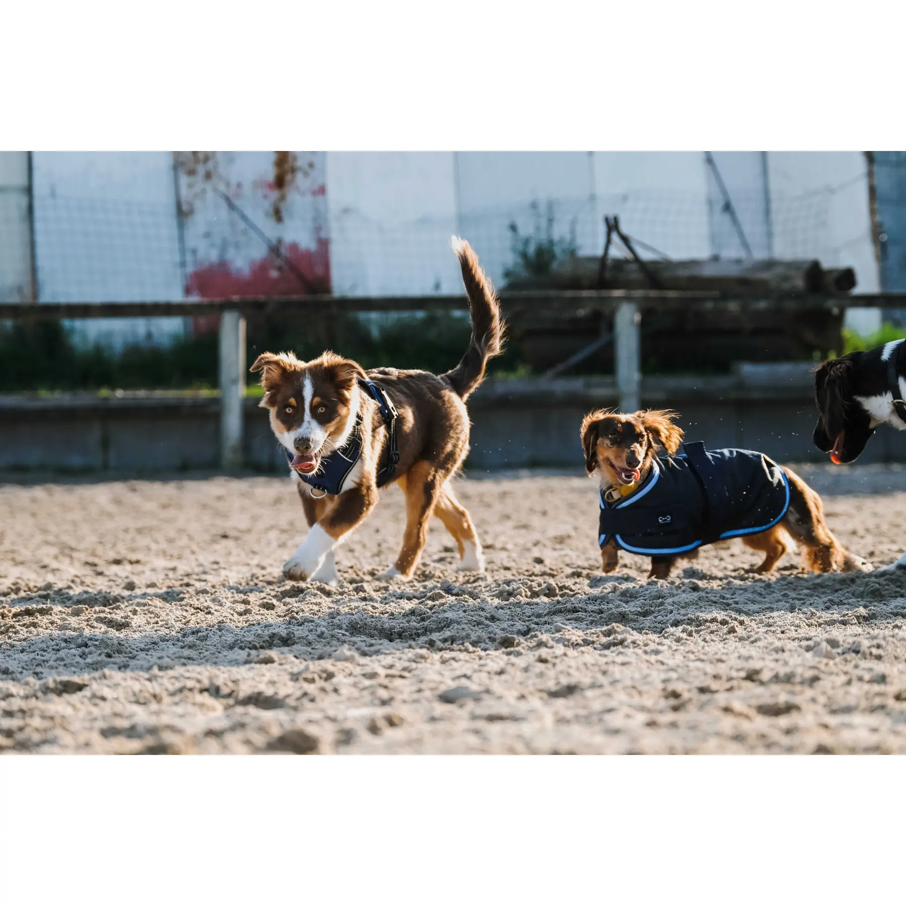 Meilleurs prix pour Couverture pour chien Riding World 600D