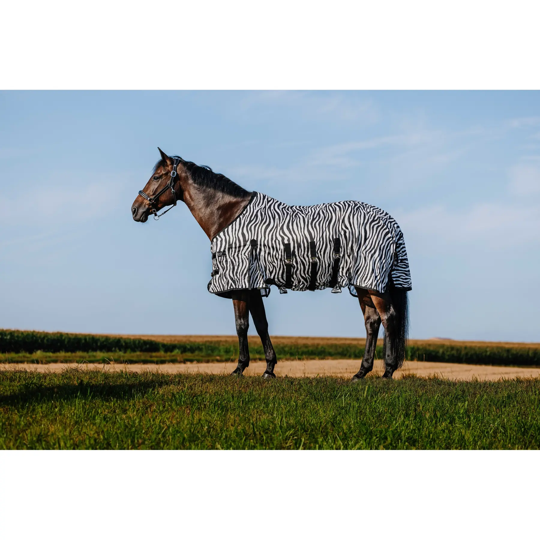 Riding World Noir Shirt For Horse Belly Mesh