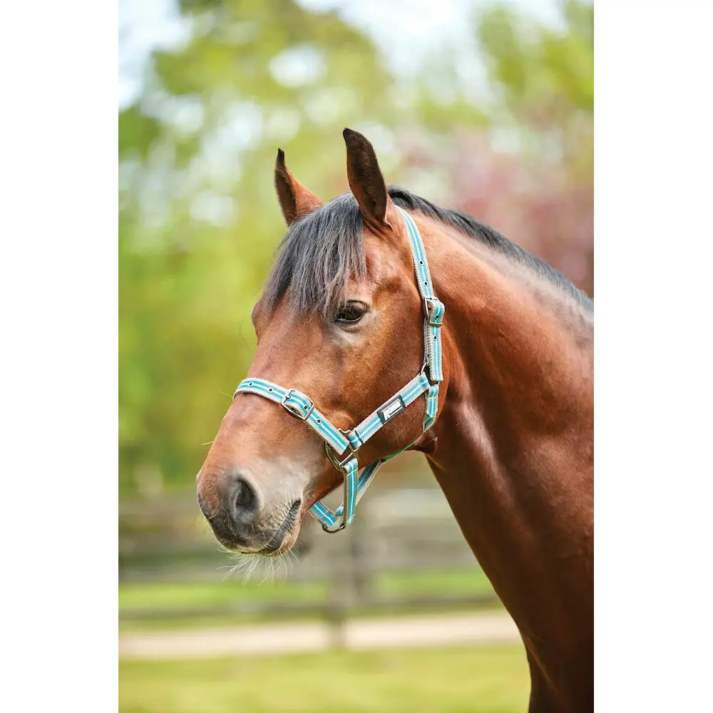 Meilleurs prix pour Licol pour cheval Roma Stripe