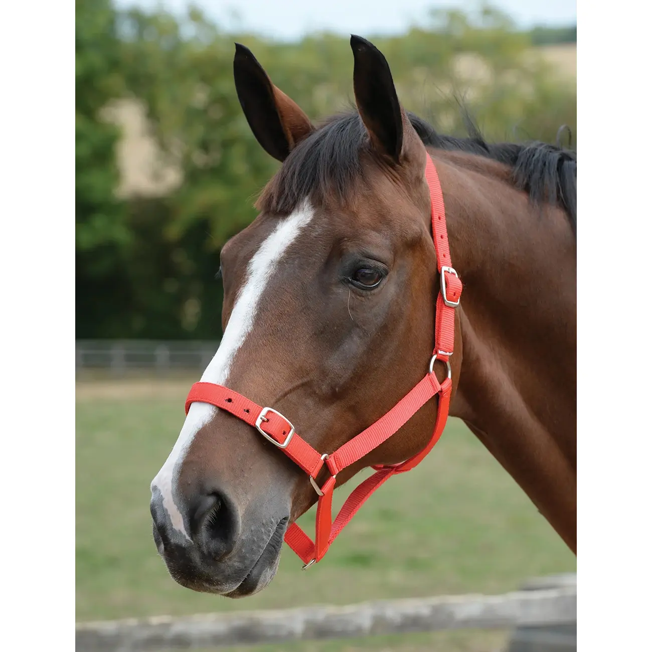 Ensemble licol et longe pour cheval Roma