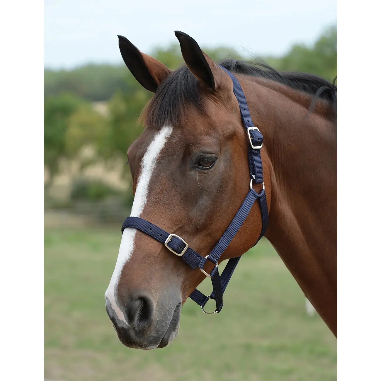 Roma Bleu Halter And Lead Rope Set For Horse