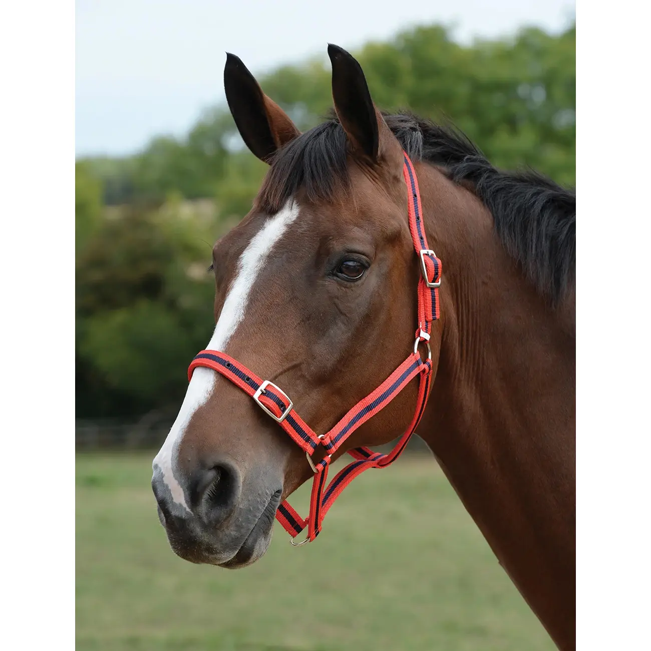 Comparer les prix de Ensemble licol et longe pour cheval Roma