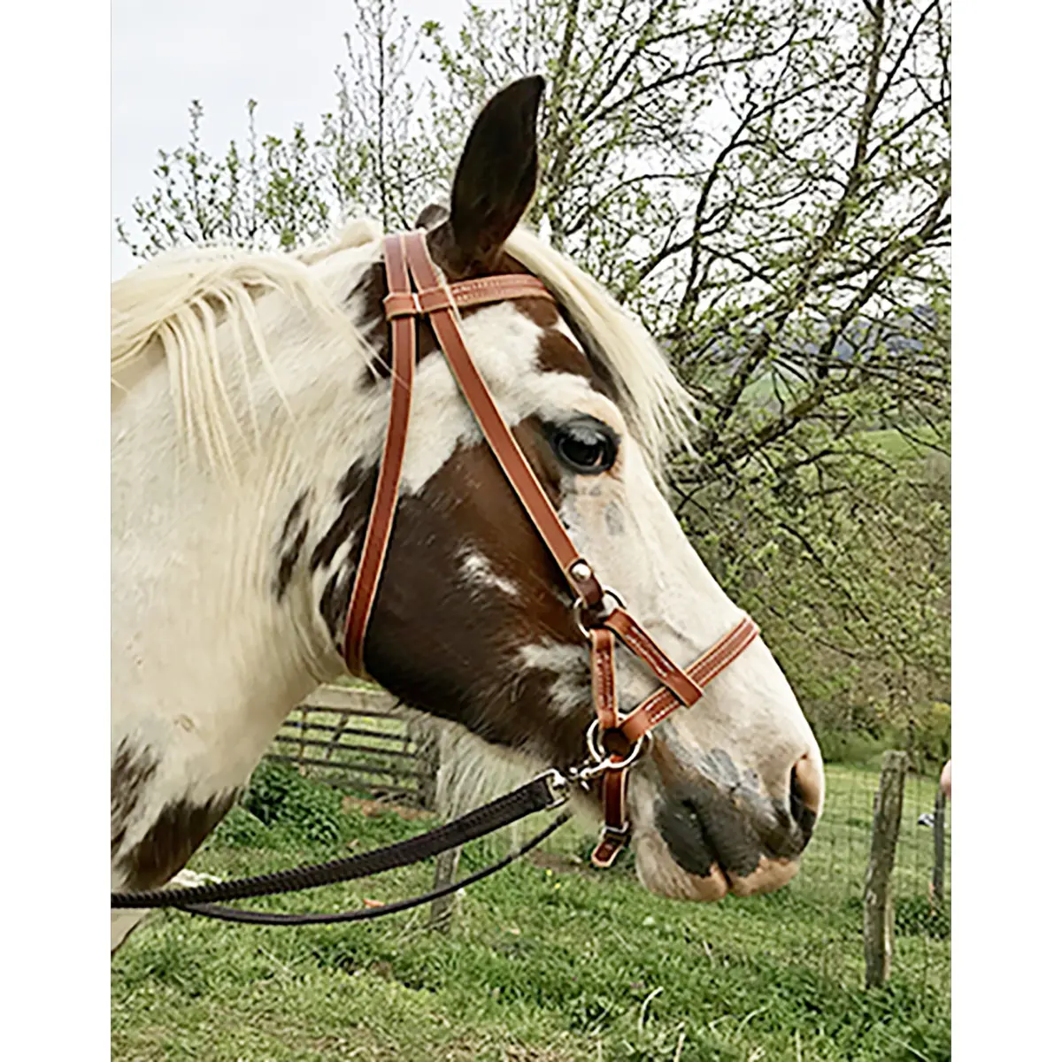 Comparer les prix de Side pull pour cheval cuir Ronzon Legend