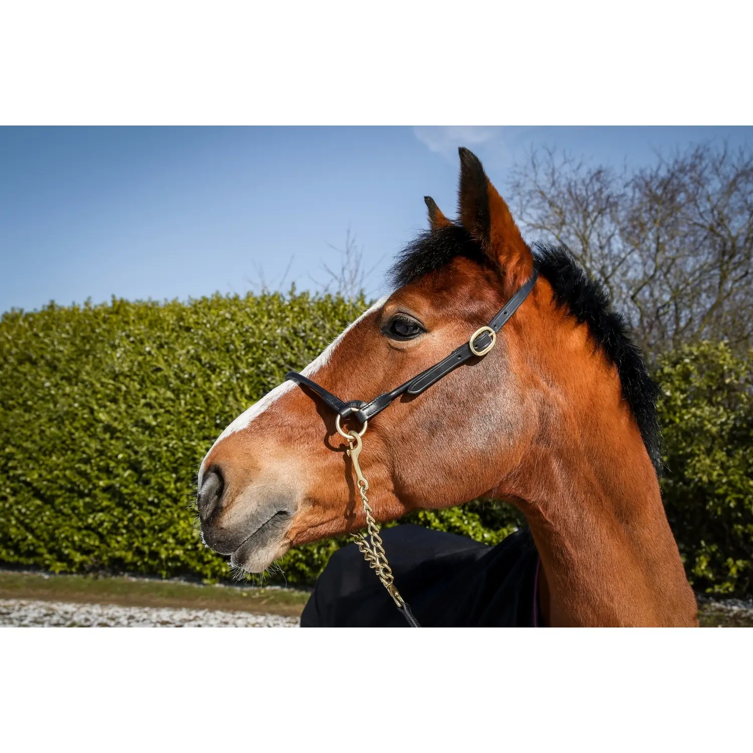 Meilleurs prix pour Licol pour cheval en cuir de presentation T de T