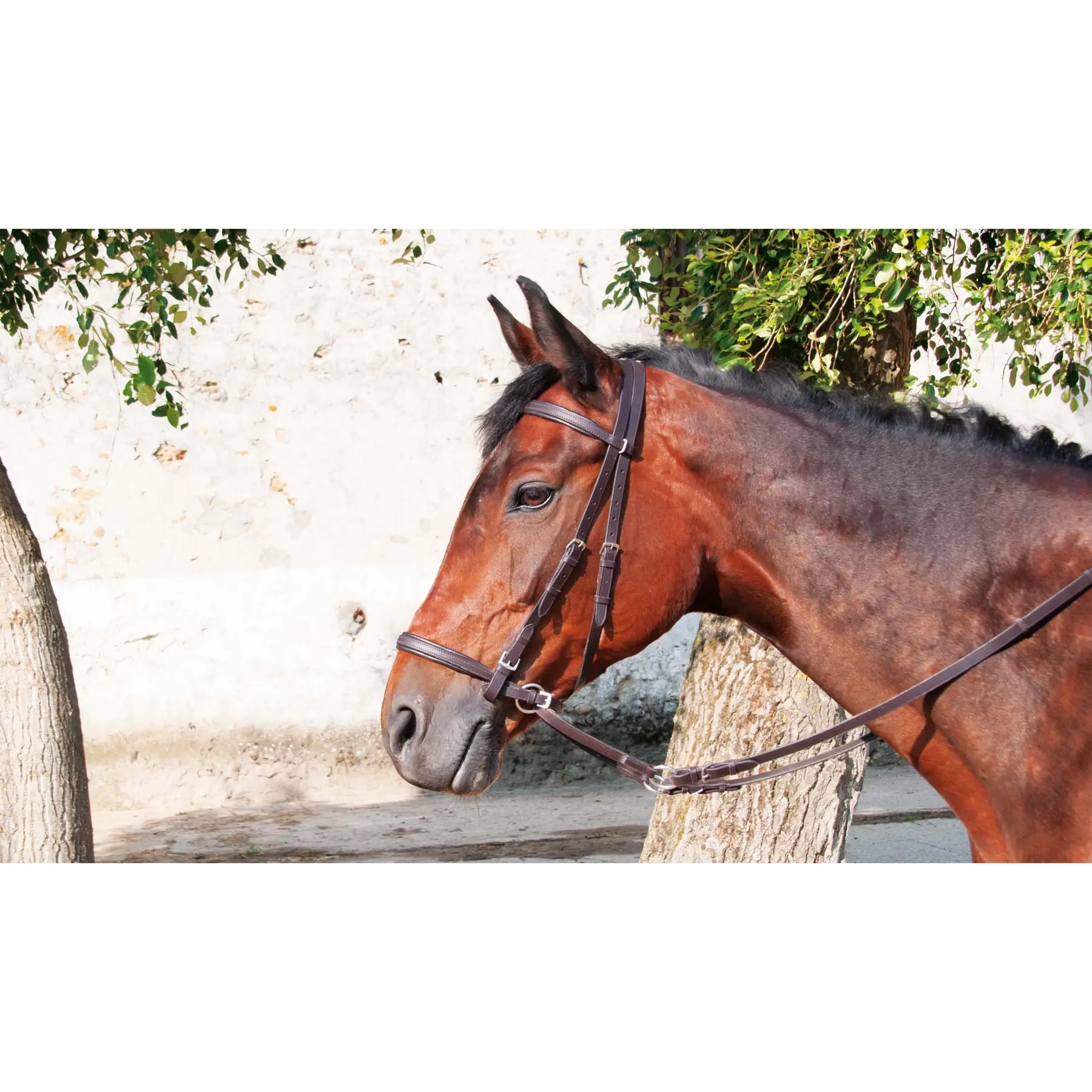 Bridons équitation T de T BitlessBridons équitation T de T Bitless
