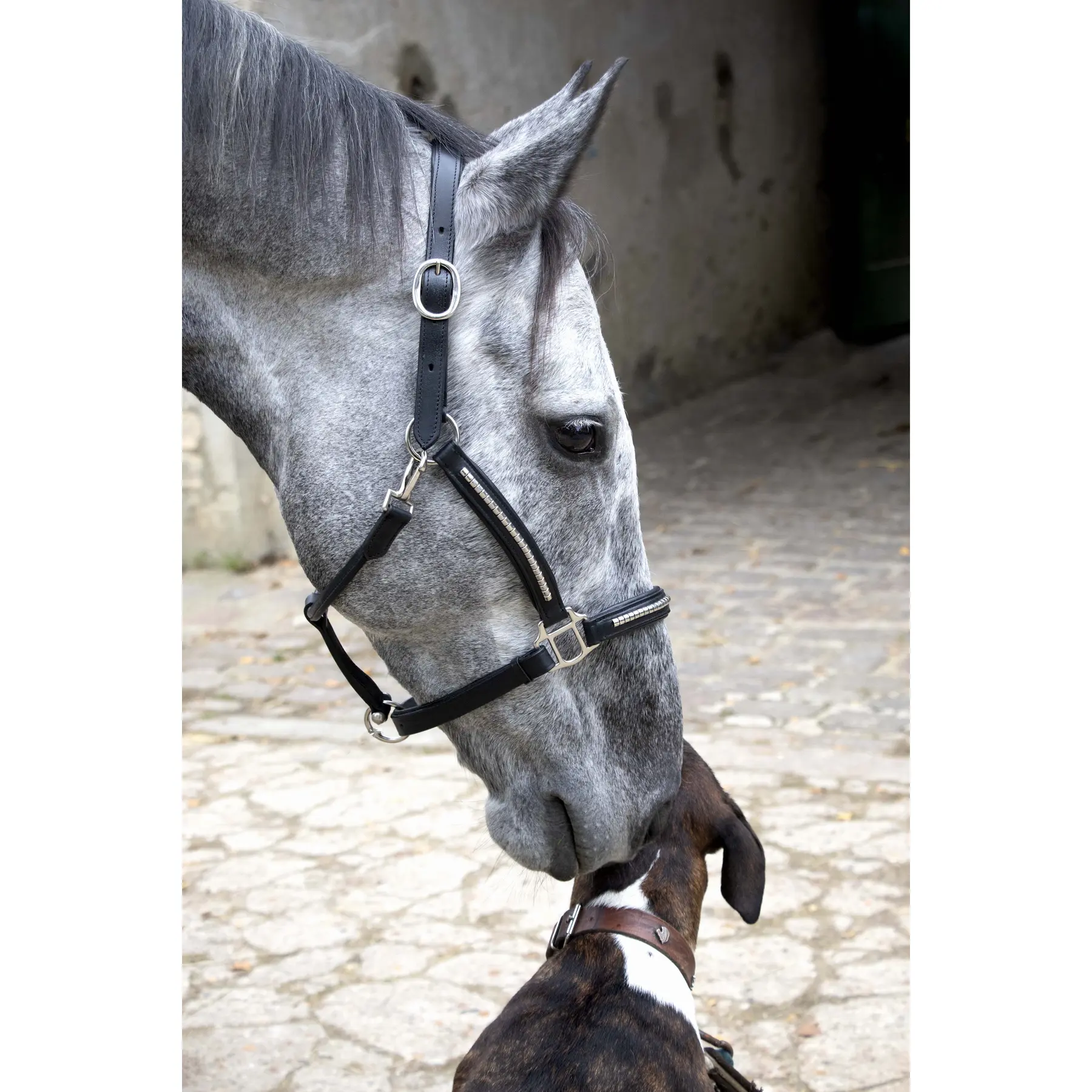 Licol pour cheval en cuir T de T Clincher