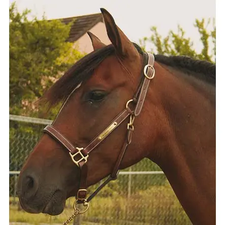 Licol pour cheval en cuir avec plaque T de T