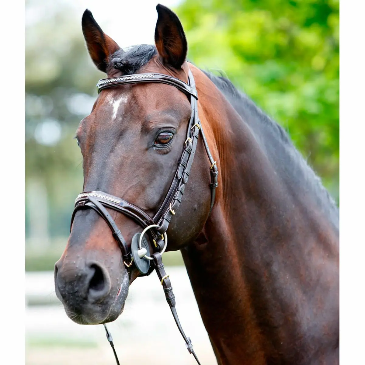 Tattini Marron Headrest - Varnished + Rhinestone Collar