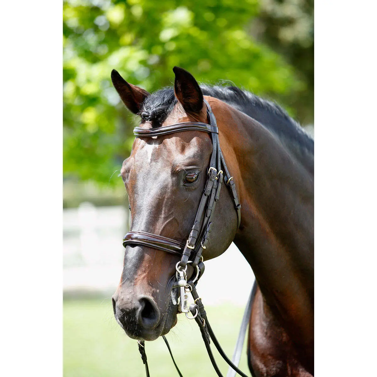 Tattini Noir Horse Bridles With Varnished Bits And Browband