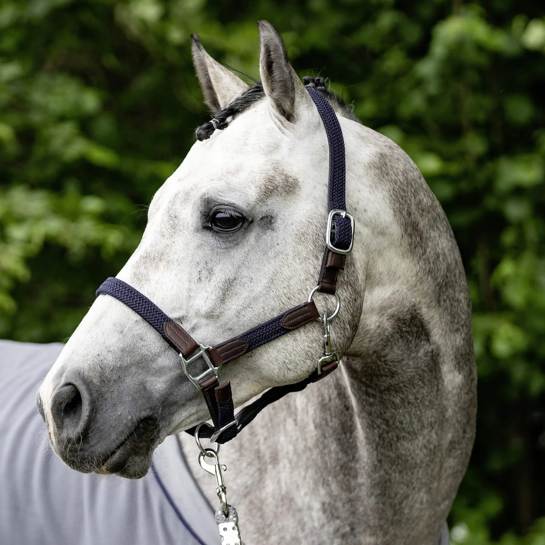 Comparer les prix de Licol pour cheval USG Ponylove