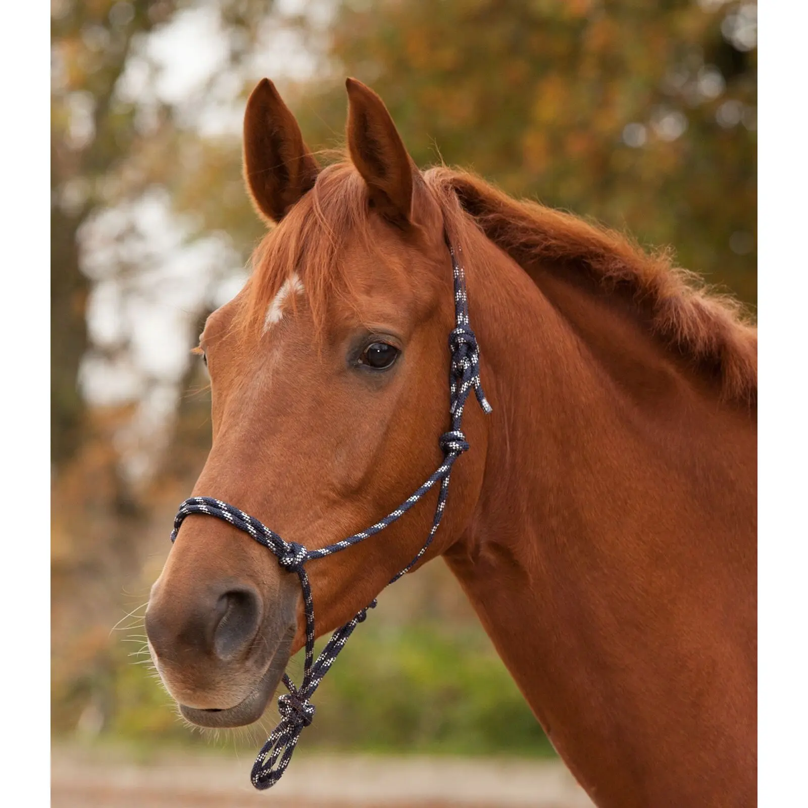 Waldhausen Bleu Knotted Horse Halter
