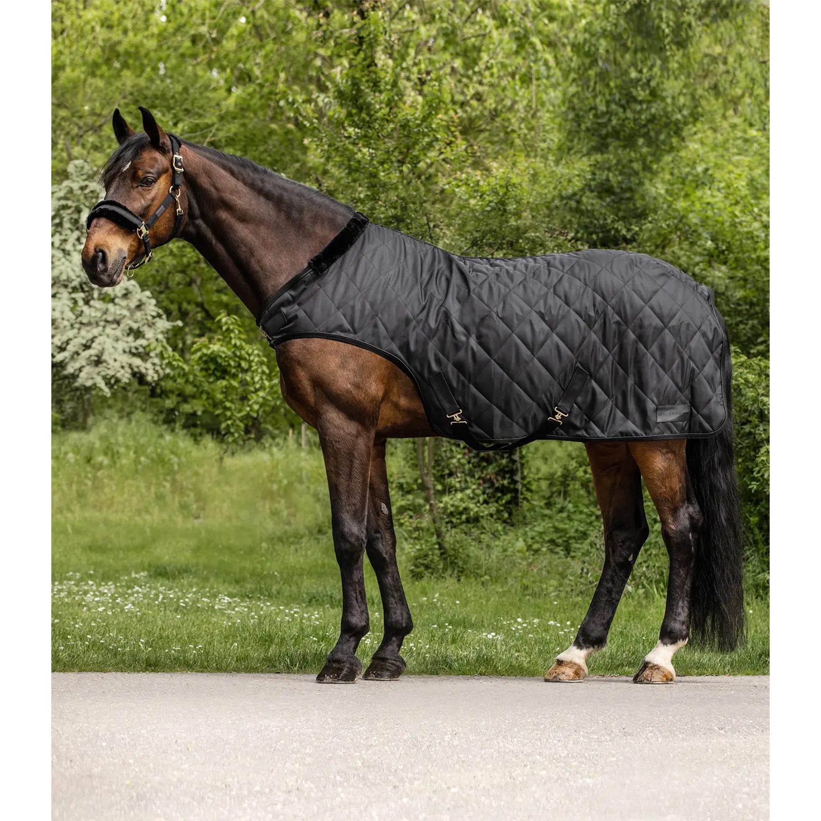 Waldhausen Noir Walker Blanket Exclusive