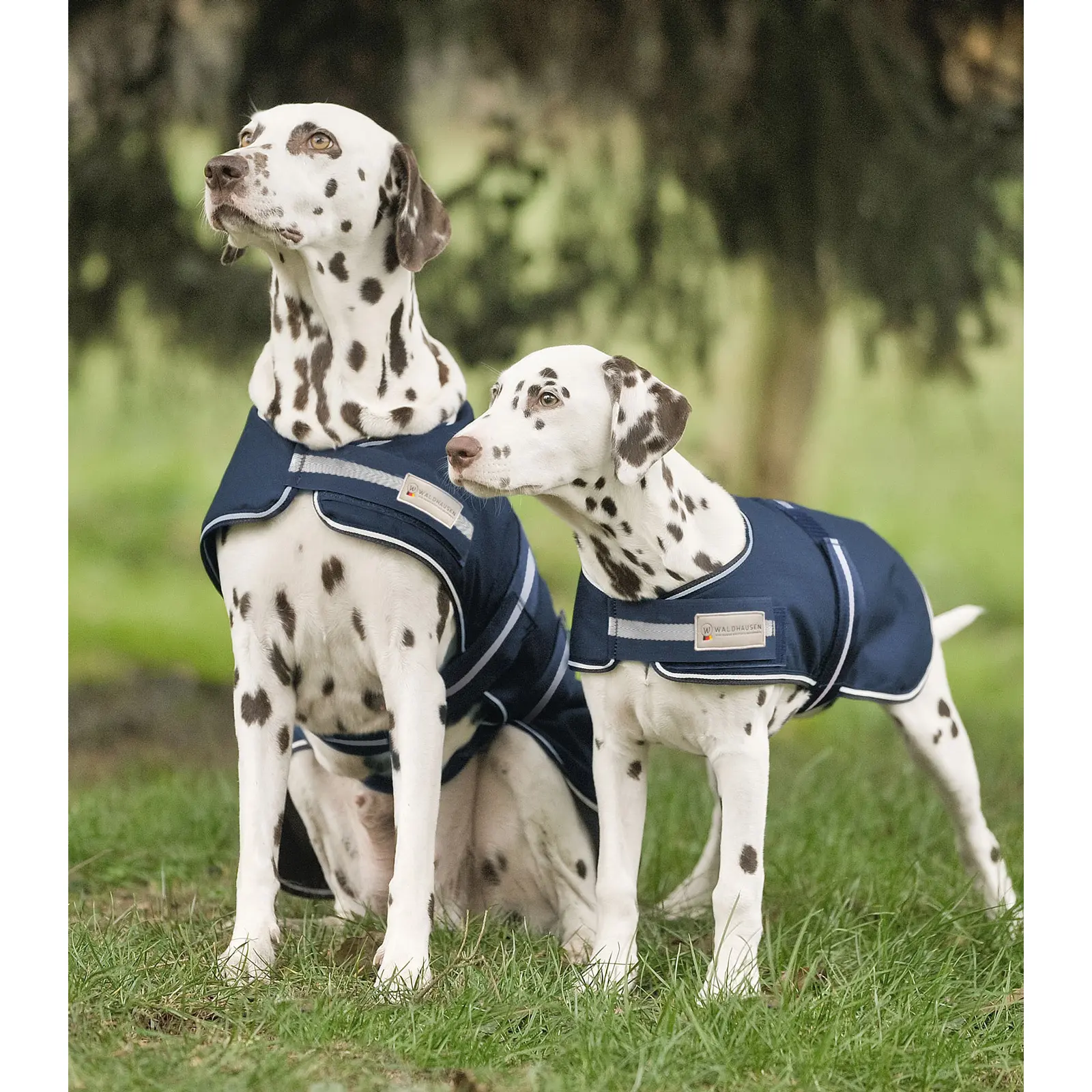 Waldhausen Bleu Raincoat For Dogs