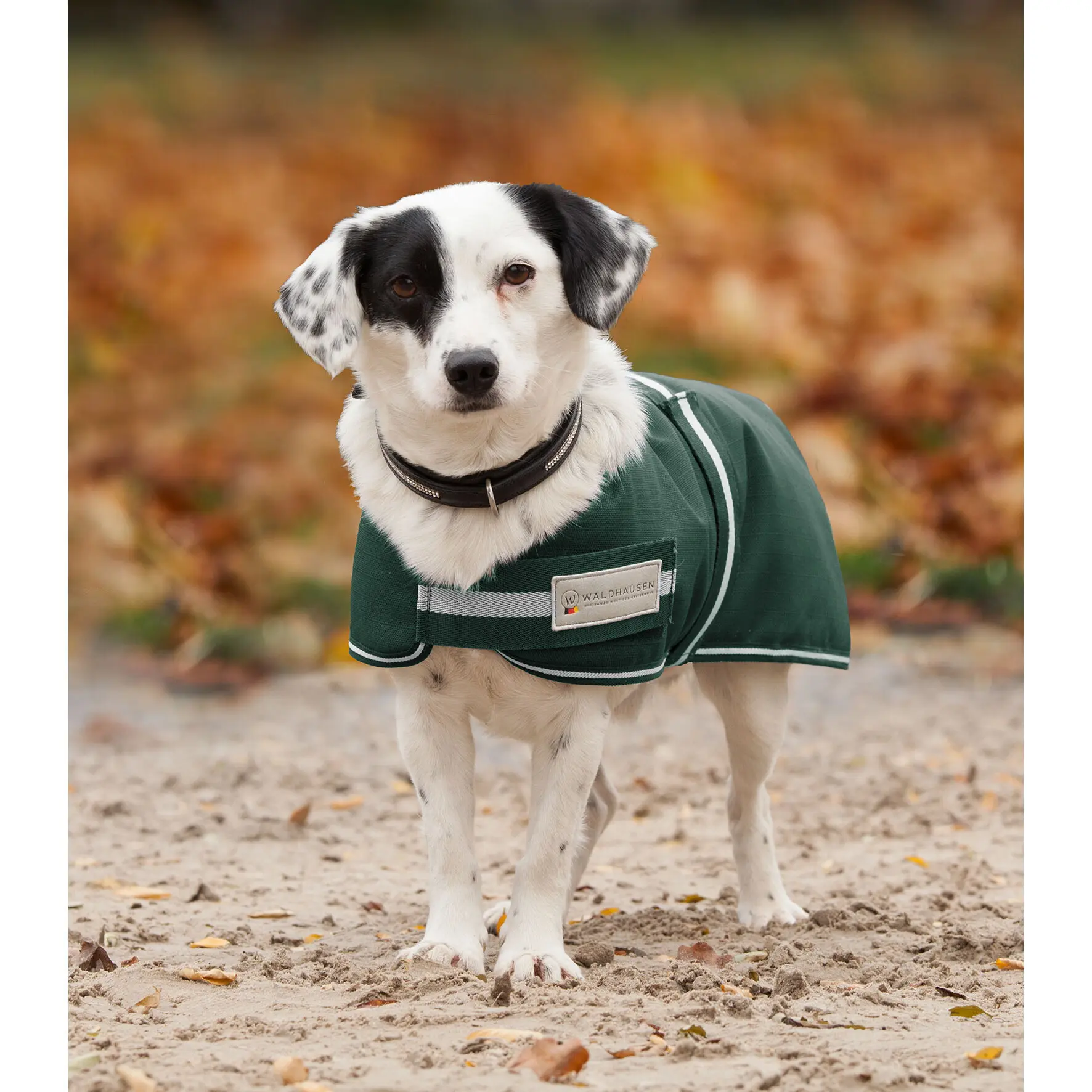 Regenmantel für Hunde Waldhausen Comfort