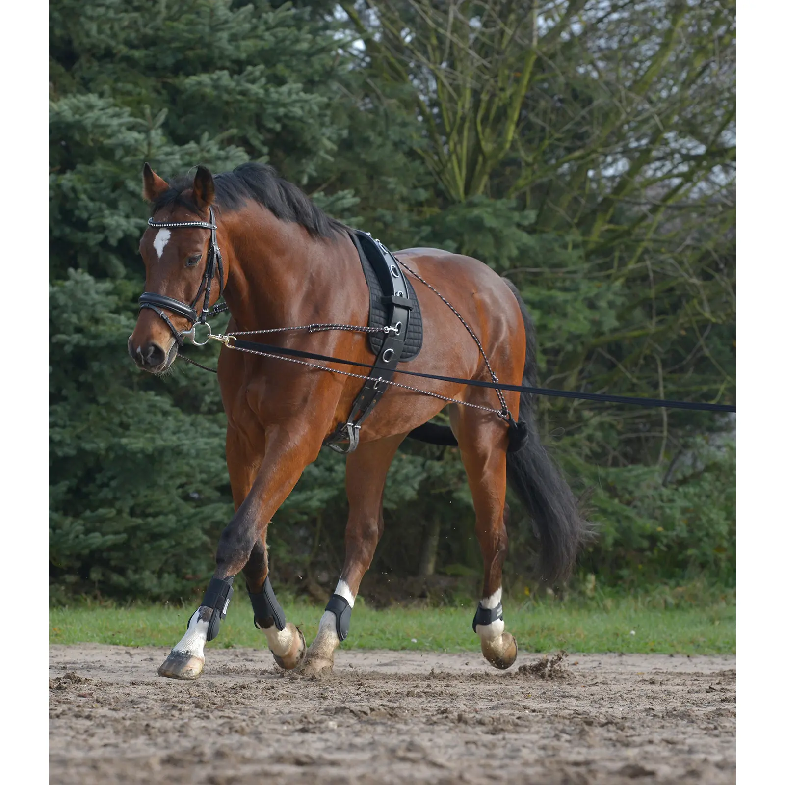 Waldhausen Noir Lunge System