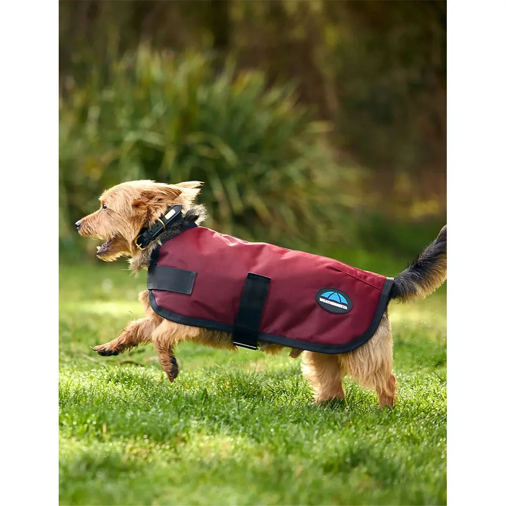 princess polly baby blue dress Rugged Rover™ No Pull Dog Harness | Burgundy Bloom main image 1