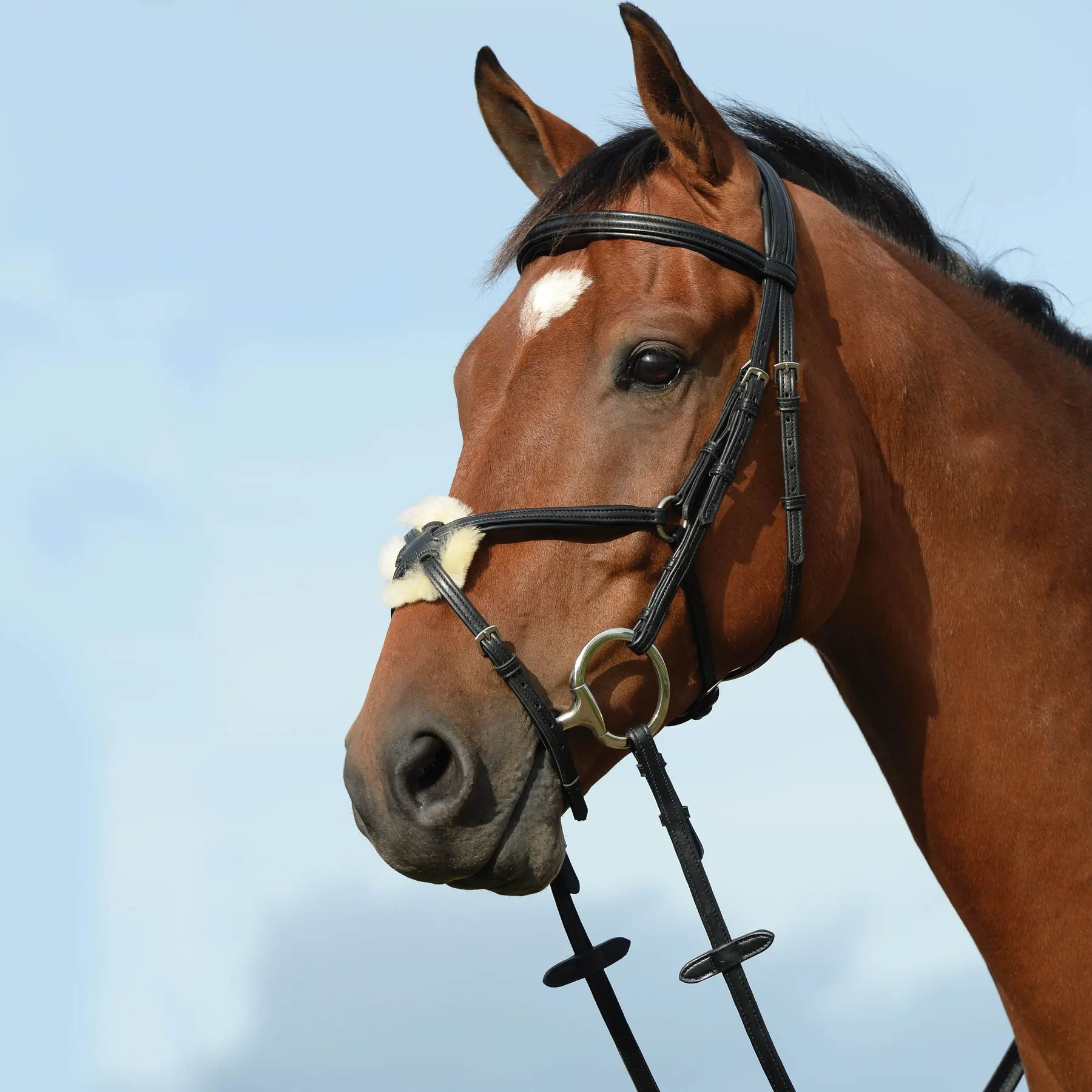 Weatherbeeta Noir Riding Bridles, Raised, Padded, Shape 8 Collegiate Syntovia+