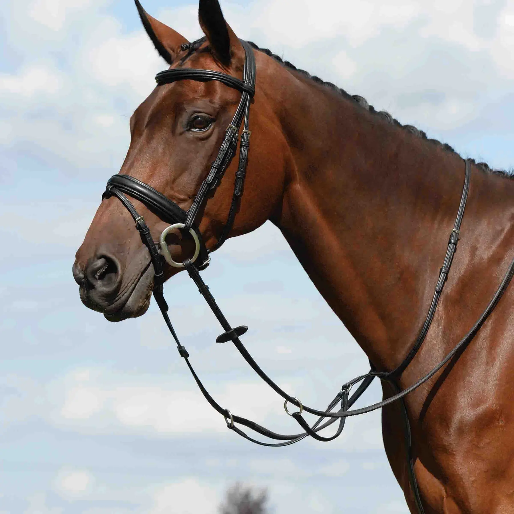 Weatherbeeta Noir Flat Plain Horse Martingale Collegiate Syntovia+