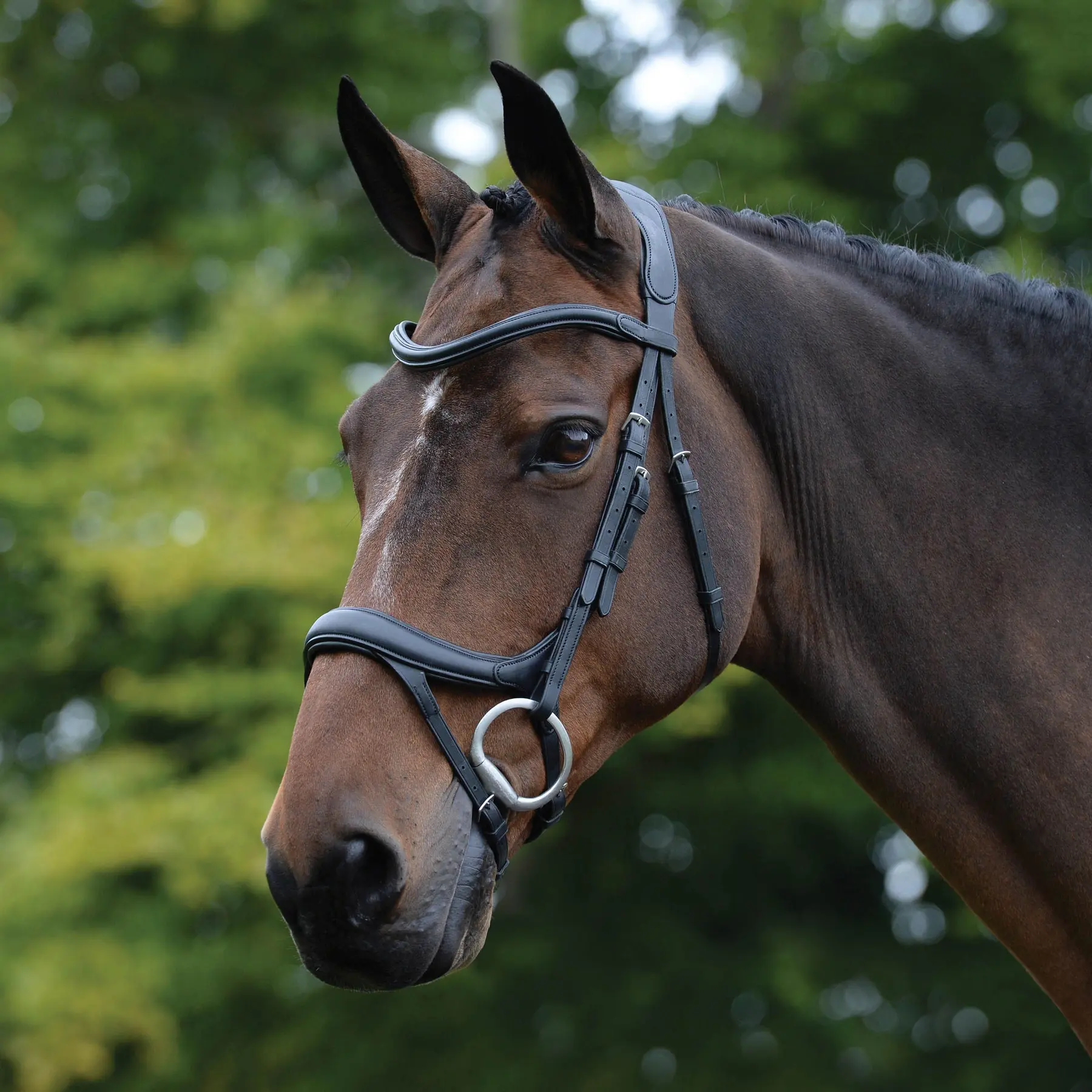 Weatherbeeta Noir Anatomical Riding Bridles Collegiate Comfitec Vogue