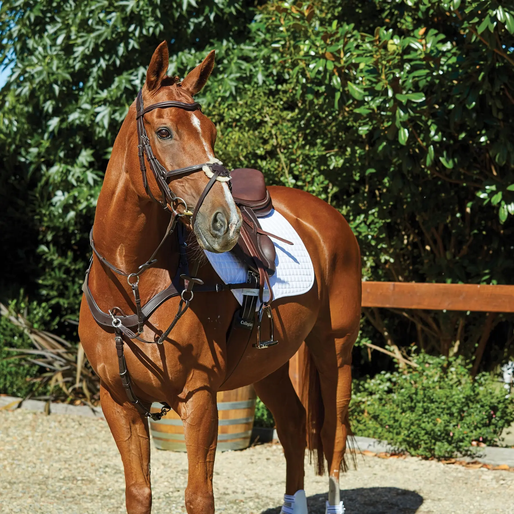 Meilleurs prix pour Bridons équitation de quiscale Weatherbeeta Collegiate Comfitec