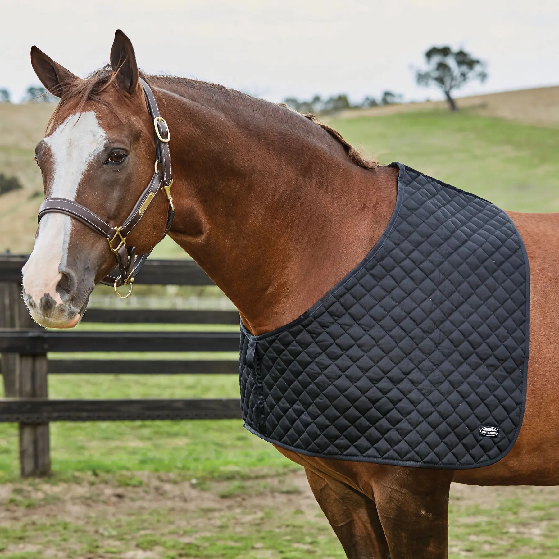 Weatherbeeta Noir Shoulder Protector For Horses Deluxe