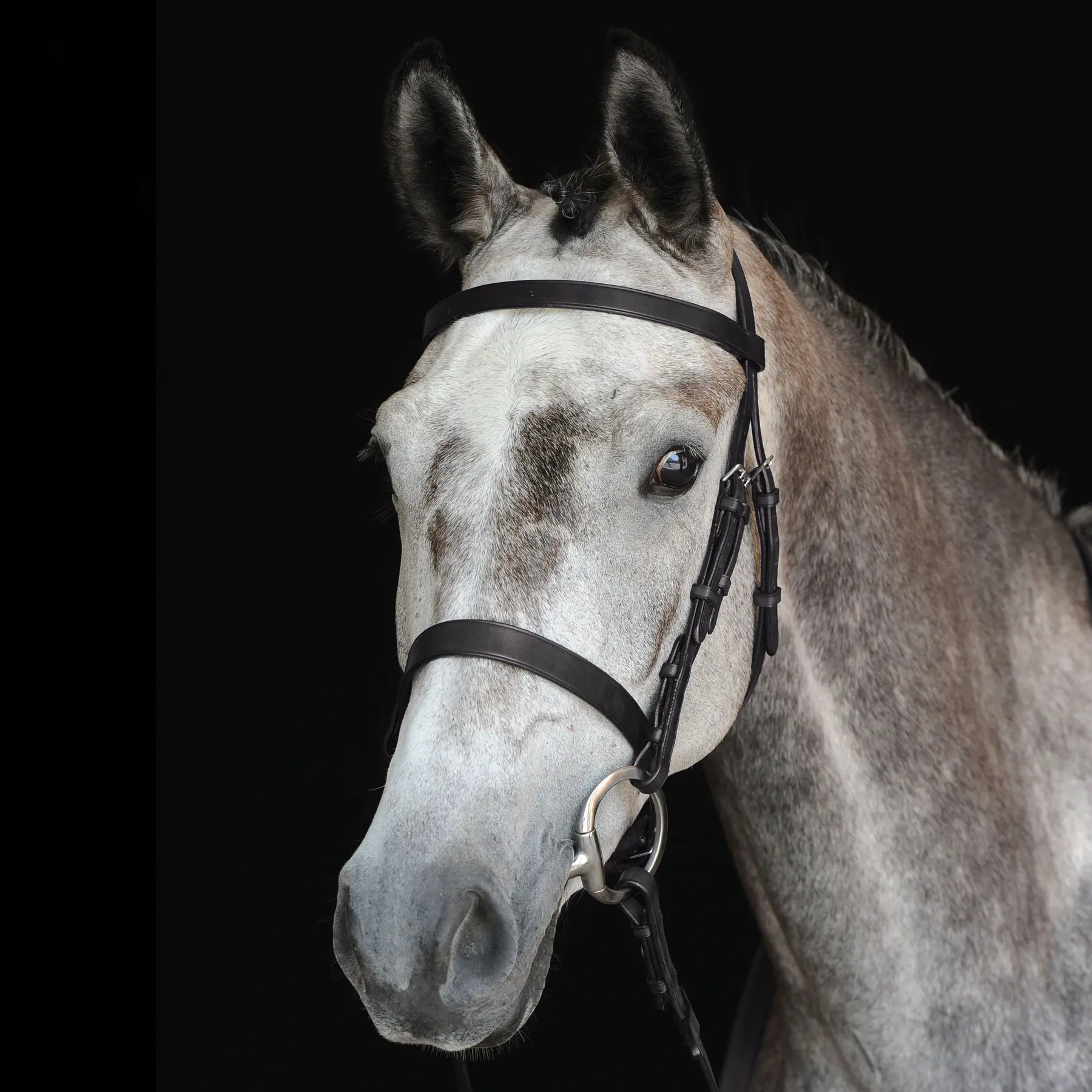 Comparer les prix de Bridons équitation de chasse cavesson Weatherbeeta Collegiate IV