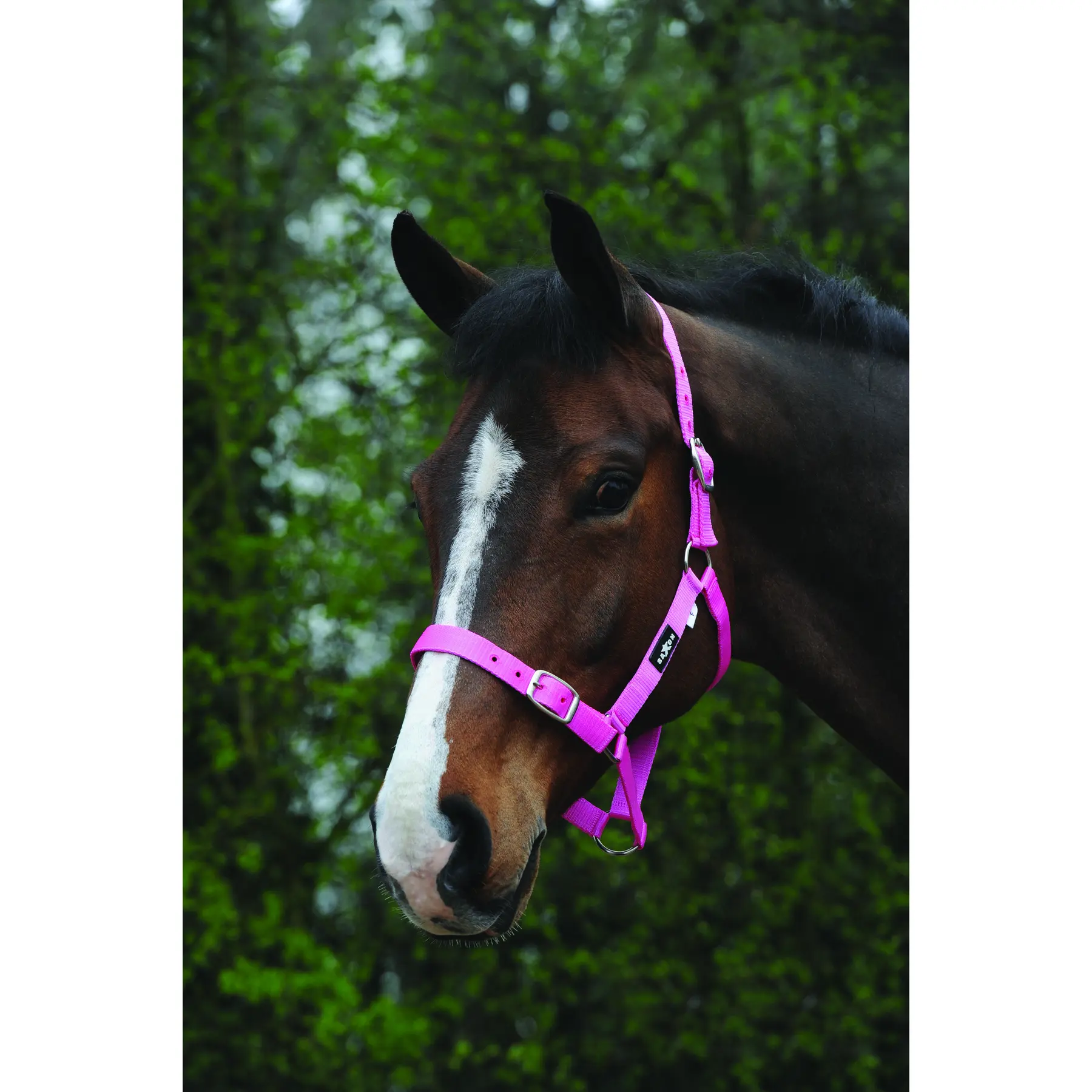 Comparer les prix de Licol pour cheval Weatherbeeta Saxon Economy