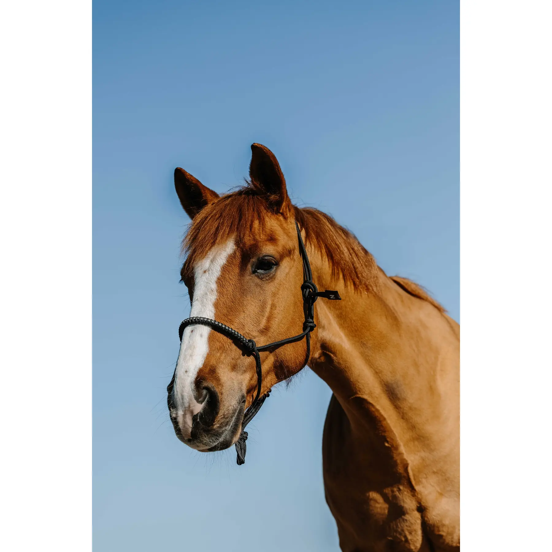 Comparer les prix de Licol éthologique pour cheval Westride Diams