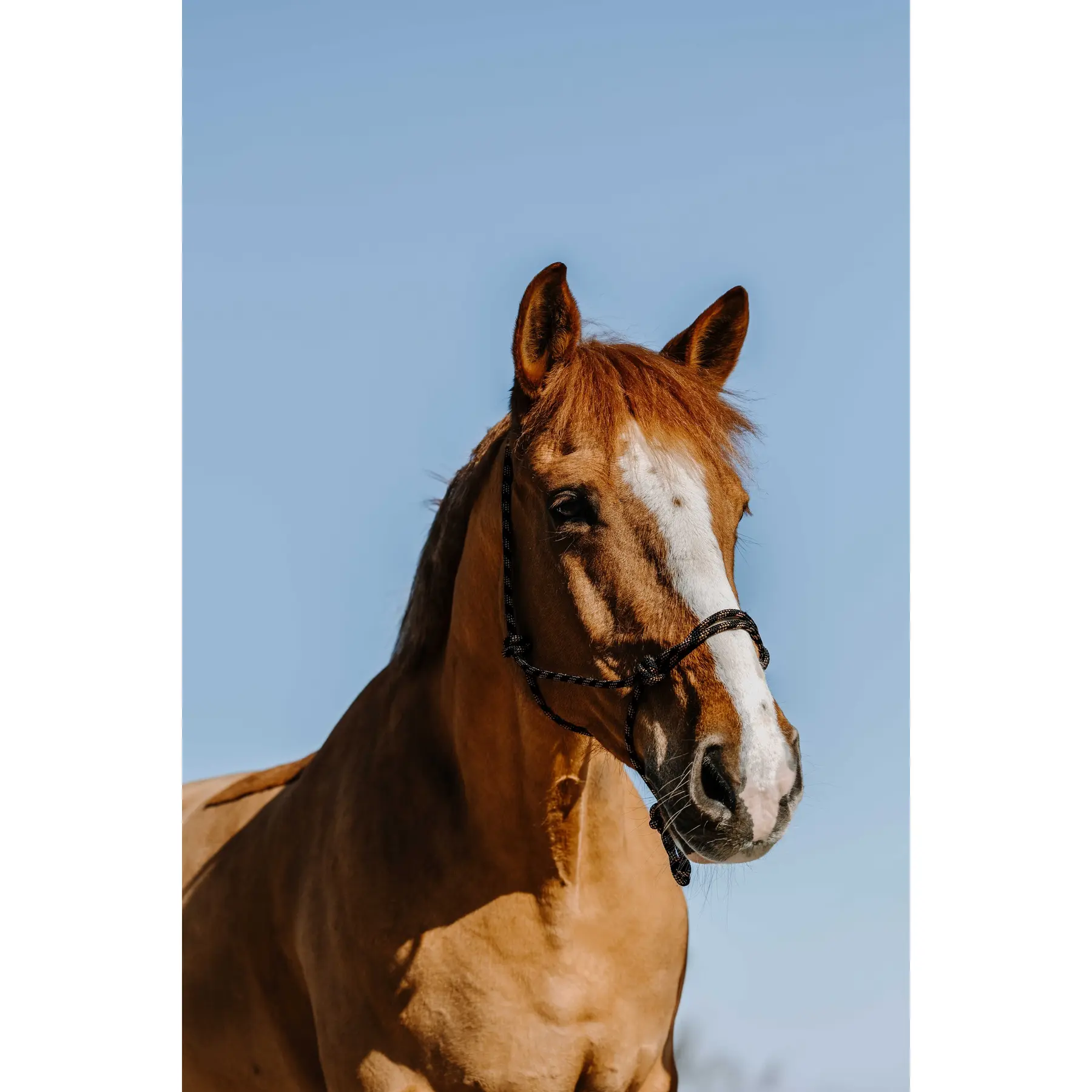 Meilleurs prix pour Licol éthologique pour cheval Westride Western
