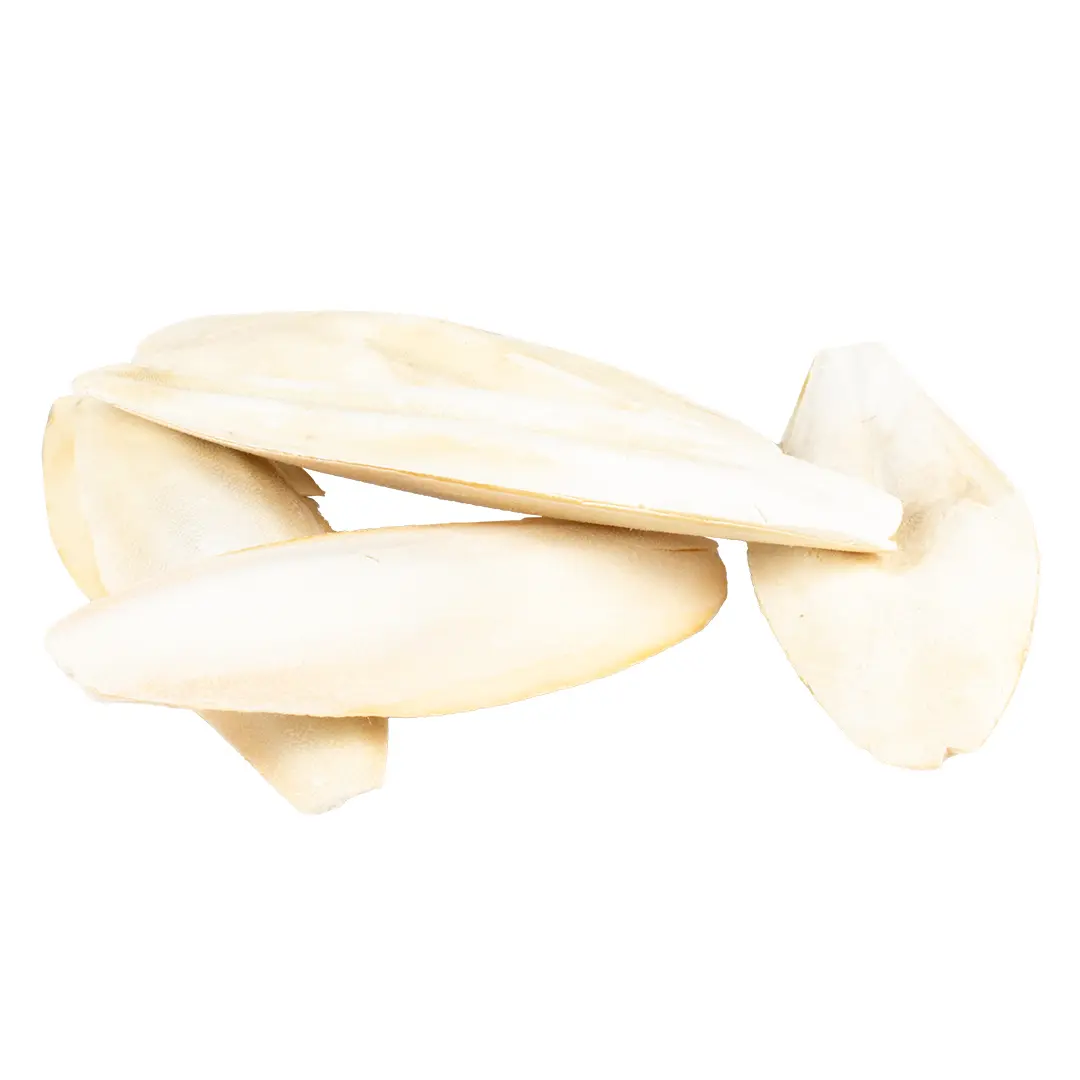 Coquille Os de seiche Witte Molen