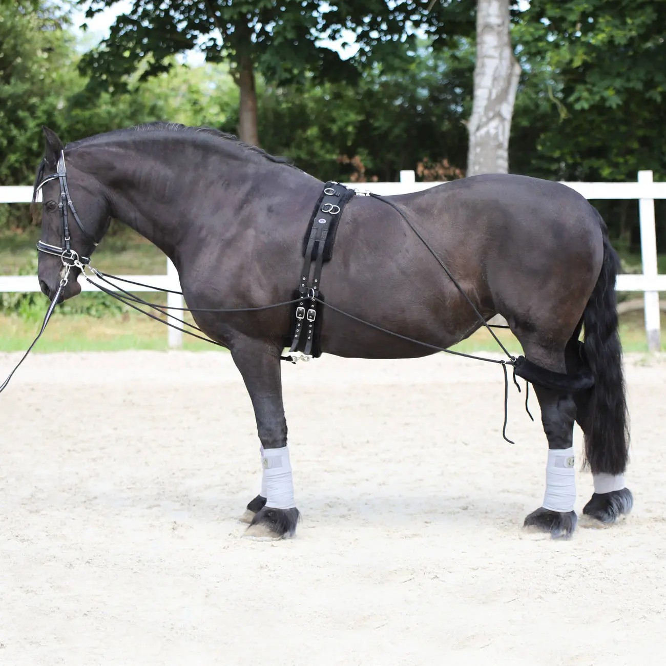 Accessoire de longe pour cheval York