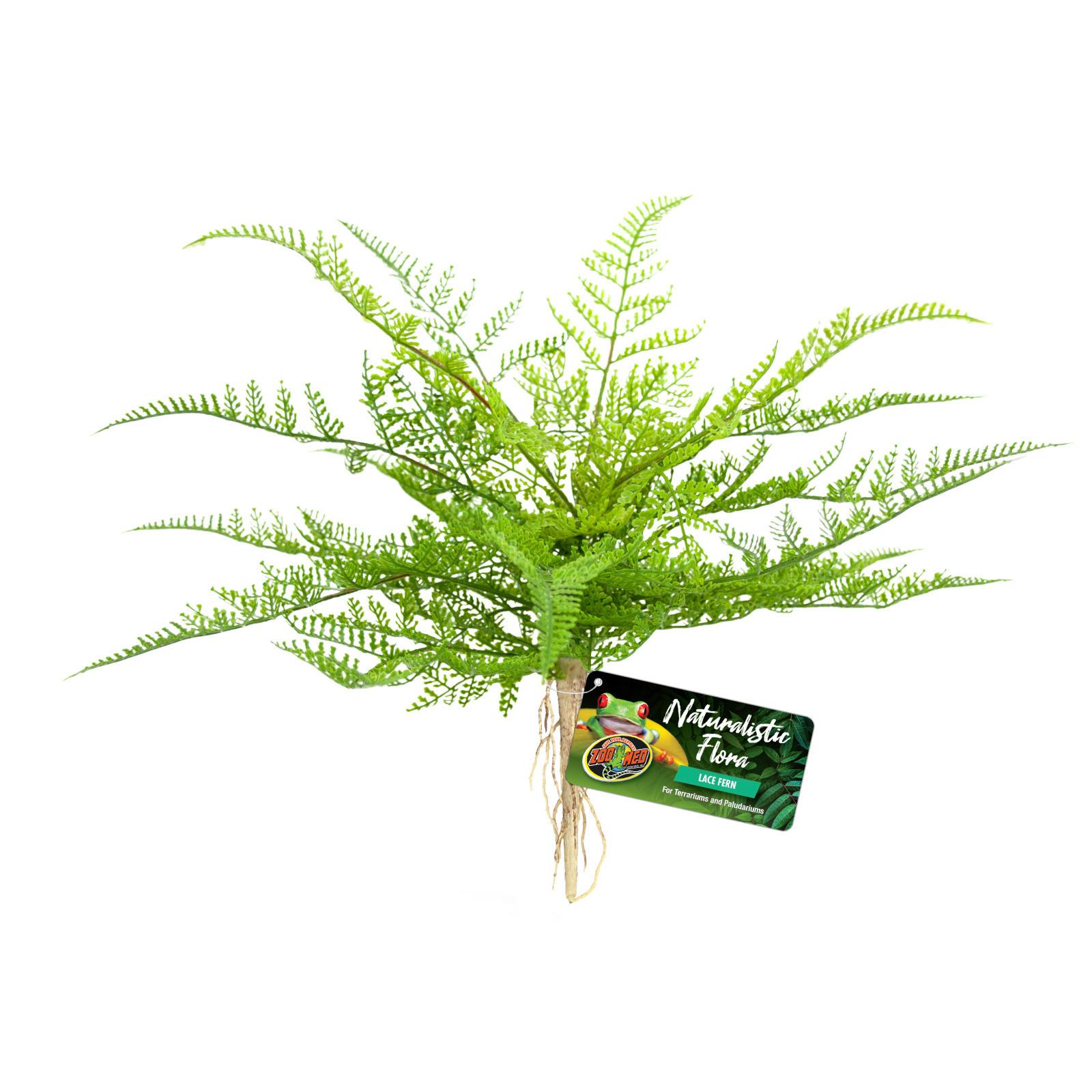 0097612180626 - Terrarium-Zubehör Lace Fern BU-62E