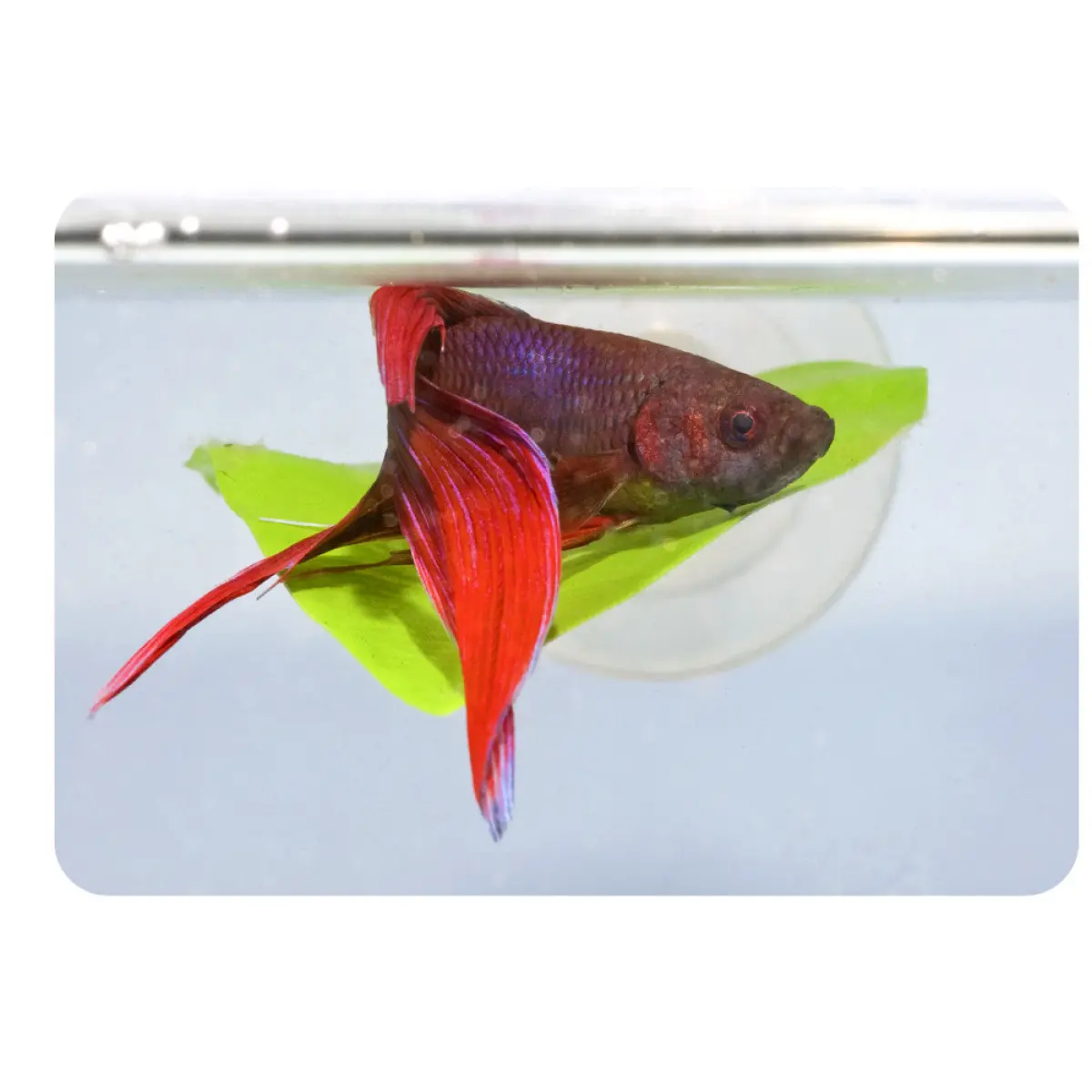 Meilleurs prix pour Lit pour aquarium Zoomed Betta BL20E