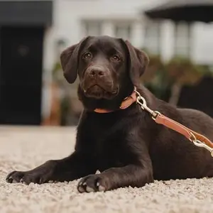 category Collars & Leashes