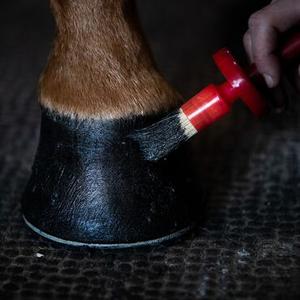 category Hoof care