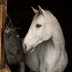 category Paard in rust